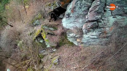 Rok wśród niedźwiedzi.  - (2024)