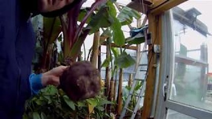 Odc 614. -Dziwidło różowe, dziwidło rivieri.  (Amorphophallus bulbifer)(Amorphophallus konjac)(klon)