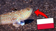 ZABÓJCZA POLSKA RYBA!