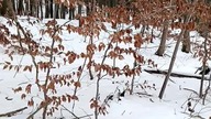 Piękny, świeży śnieg 18. 02 - w lesie, w Koszalinie.  Zimowa pogoda i -3° w dzień.  Pies Rubik się b