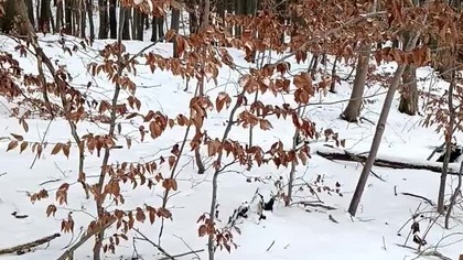 Piękny, świeży śnieg 18. 02 - w lesie, w Koszalinie.  Zimowa pogoda i -3° w dzień.  Pies Rubik się bawi