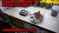 Poznajcie moje CZERWONE MRÓWKI! Myrmica sp