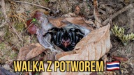 OSTATNI ODCINEK NA GRUBO  Tajlandia