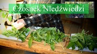 Mój sposób na czosnek niedźwiedzi.  Na odrobaczanie też dobry.