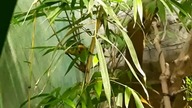 Fruit-Doves (Ptilinopus superbus & Ptilinopus porphyreus) 