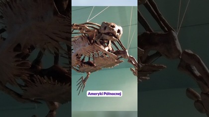 Największy żółw jaki żył na Ziemi!?