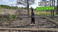 Robimy borównik!