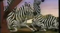 Kr&oacute;l Lew 2: Czas Simby - zwiastun filmu