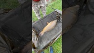Wielki karp Mariusza 10+ #wędkarstwo #kar #carp #wędkarstwokarpiowe