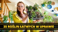 35 nowych łatwych w uprawie ROŚLIN domowych  VLOG