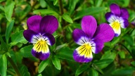 Wild pansy Feldstiefm&uuml;tterchen driekleurig viooltje Viola Tricolor