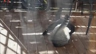 mortalkombat cat