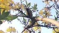 Sikorka na azalii #shorts #ptaki #birds #sikorka #nature #shorts