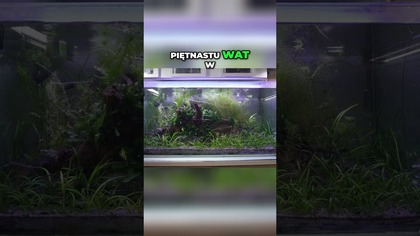 Oświetlenie do akwarium: LED Tube od Invital! 