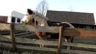 Ślicznotka o niebieskich oczach z warkoczykami