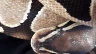 The Beauty Of The Ball Python 