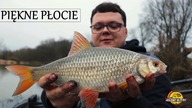 OSTROŻNE PŁOCIE NA FEEDER