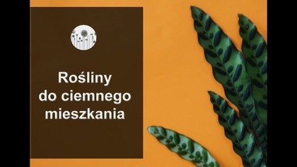 Rosliny do ciemnego mieszkania Jakie kwiaty do cienistego domu?