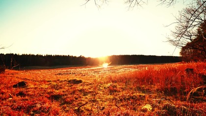 Dusk on the Meadow: Evening Birdsong and Gentle Forest Cascade