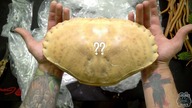 Paczka NIESPODZIANKA #51! Calzone z Portugalii 