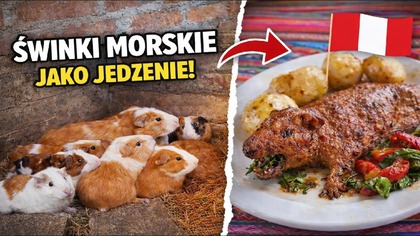 Dlaczego w Ameryce Południowej jedzą świnki morskie?
