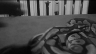 Tribute to Abigheil lovely Python Regius