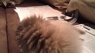 Epic Funnny Cats 2
