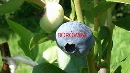 BORÓWKA AMERYKAŃSKA UPRAWA .