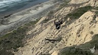 Parahawking - lataj z jastrzębiami