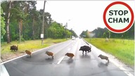 Uwaga! Zwierzęta na drodze #3 - [Nie dla wrażliwych +18]