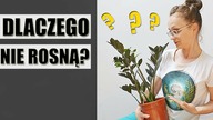 Dlaczego doniczkowe ROŚLINY DOMOWE nie rosną ?