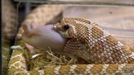 Heterodon i Lampropeltis dostały nowe terraria  I po myszy 