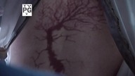 Zmartwychwstanie - Resurrection S02-E12 (2014) Napisy PL
