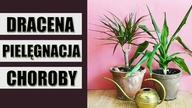 DRACENA pielęgnacja, wymagania, choroby i szkodniki