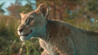 Mufasa: Król Lew (2024) 4K - Mufasa poznaje Takę
