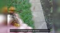 Le Zap de Spi0n n&deg;191