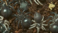 Odbieranie kokonu Caribena versicolor!!