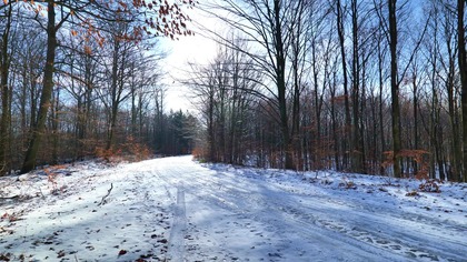 Winter Forest Wind in Leaves  Cold Season Nature Soundscape