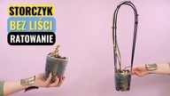 Ratowanie storczyka bez lisci, bez korzeni.  Krok po kroku