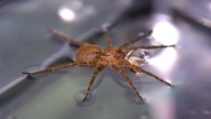 Karmię WODNEGO PAJĄKA NA WODZIE! Ancylometes sp Nicaragua