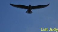 List Judy