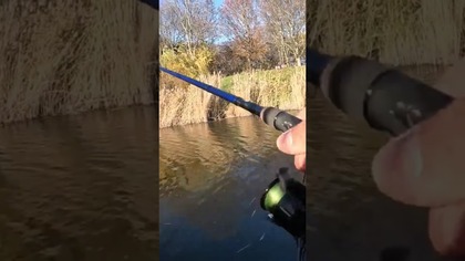 Warszawski szczupak liczy si~ podwójnie #wędkarstwo