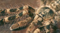 Nowe terrarium dla Poecilotheria subfusca Low Land!!