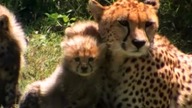 ENCYKLOPEDIA ZWIERZĄT DLA DZIECI - Gepard