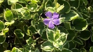 #shortsBarwinek variegata pięknie kwitnie