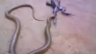 Sapo lutador de Jiu jitsu