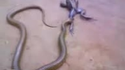 Sapo lutador de Jiu jitsu
