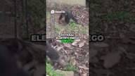 Szympans i Elektryczność Bolesna Lekcja w Zoo!