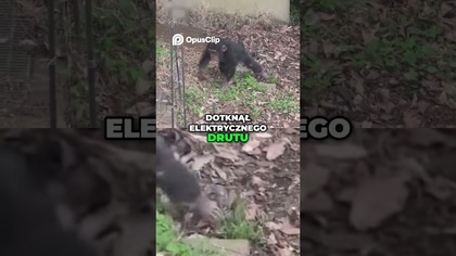 Szympans i Elektryczność Bolesna Lekcja w Zoo!