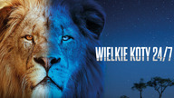 Wielkie koty 24/7 S01E01 Lektor PL